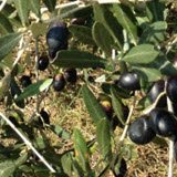 Olive tree. Olive tree.