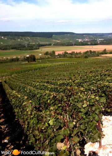 Champagne: Paesaggio dello Champagne (5) Champagne: Paesaggio dello Champagne (5)