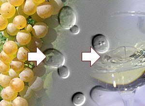 Champagne: Uva, lieviti, vino (img-07) Champagne: Uva, lieviti, vino (img-07)