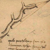 Leonardo da Vinci and wine: Leonardo, vine shoot (crt-01) Leonardo da Vinci and wine: Leonardo, vine shoot (crt-01)