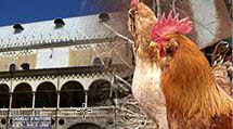 Le specialità enogastronomiche più tipiche: La gallina padovana.